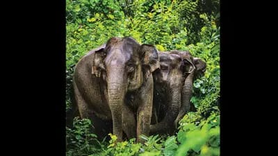 Elephant Relocate