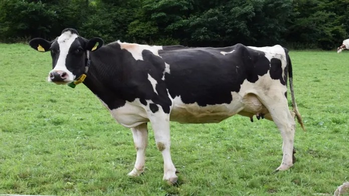 Muslim Raped On Cow