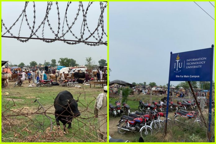 bakra mandi university campus