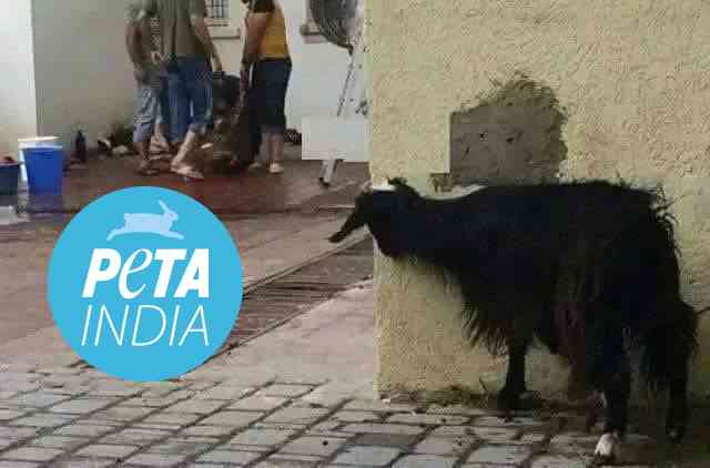 Peta India