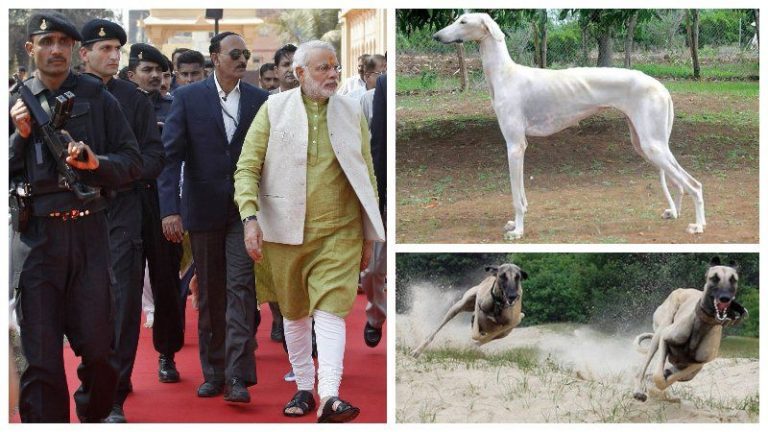 Mudhol Hound in SPG