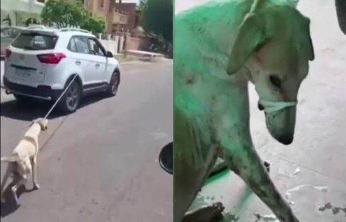 જોધપુર ડોક્ટર શ્વાન અત્યાચાર