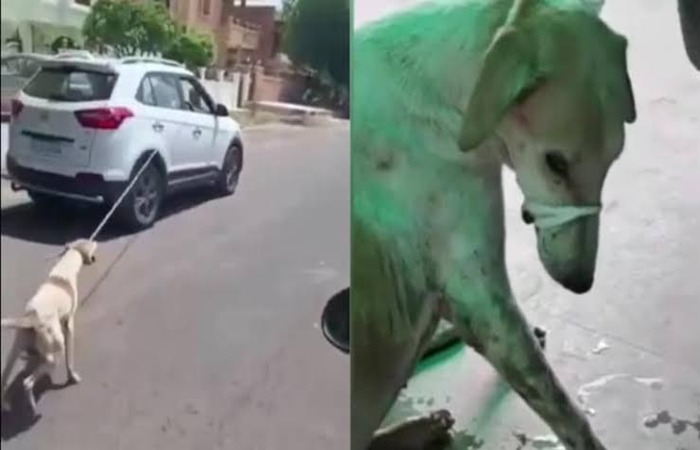 જોધપુર ડોક્ટર શ્વાન અત્યાચાર