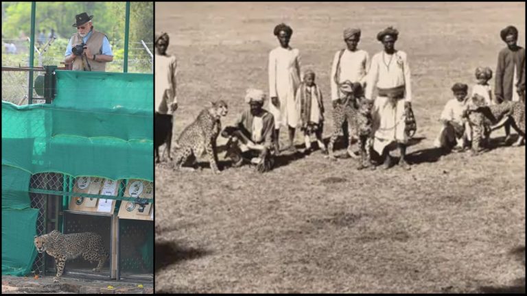 The Indian Leopard and the Kingdoms of Gujarat
