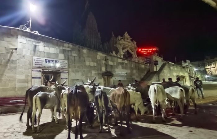 Cows reached Dwarka from Kutch