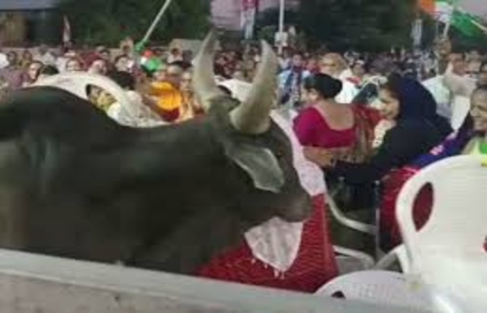 મહેસાણામાં કોંગ્રેસની સભામાં આખલાએ