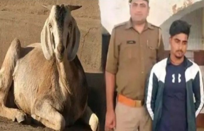 વસીમે સલમાની બકરીનો બળાત્કાર કર્યો