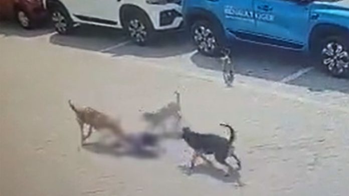 હૈદરાબાદમાં બાળકને શેરીના શ્વાનોએ