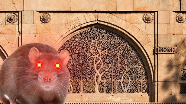 સીદી સૈયદની જાળીવાળી મસ્જિદમાં ઉંદરો