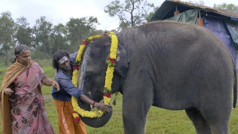 The Elephant Whisperers Documentary ફિલ્મ