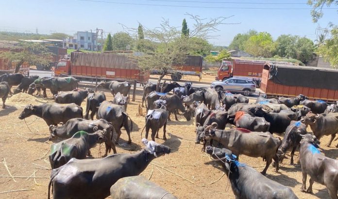 પાલનપુર ખાતે પશુ તસ્કરી અટકાવાઈ