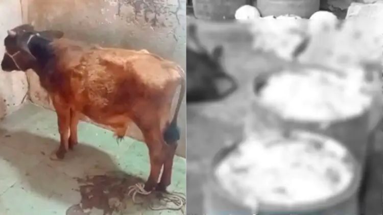 સુરત ગૌહત્યા દરોડા