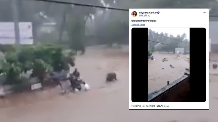 જૂનાગઢ પશુઓ AAP મજાક