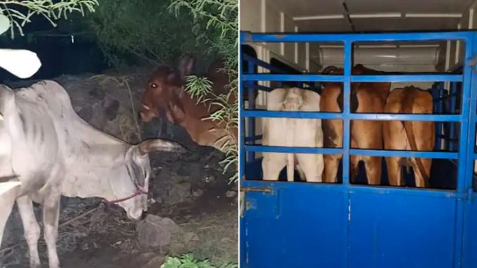 ગોધરા ગૌવંશ ગુનો