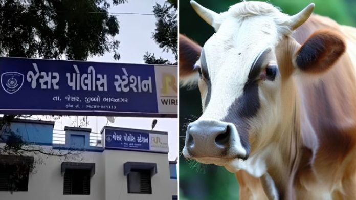જેસર ગાય હનીફ