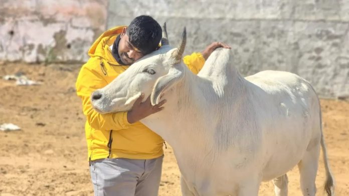ગૌરક્ષક મોનુ ધરપકડ VHP