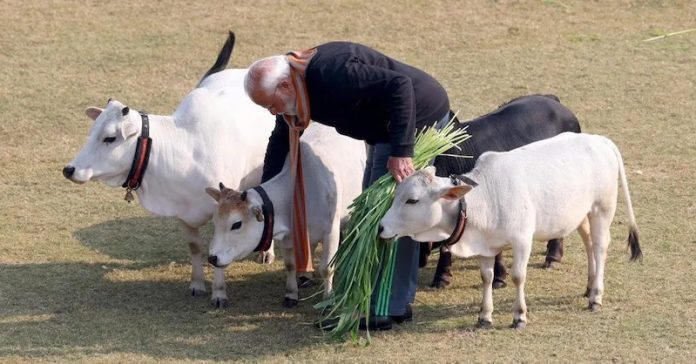 વડાપ્રધાન મોદી પુન્ગનૂર ગાય