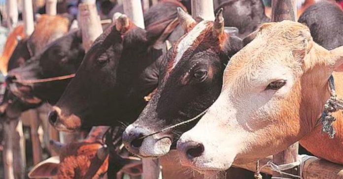 વડોદરા ગાય એસિડ હુમલો