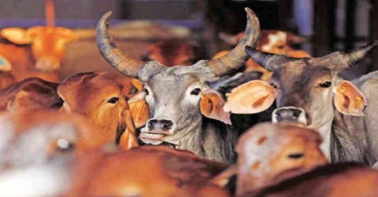 સુરતના 160 કિલો ગૌમાંસ