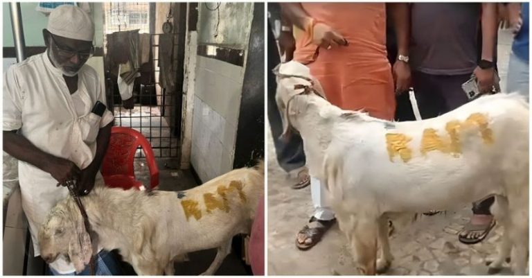 નવી મુંબઈ બકરીદ બકરા પર રામ મોહમ્મદ શફી શેખ