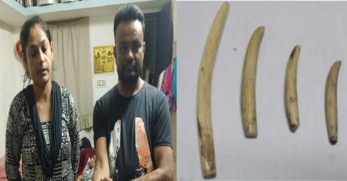 બાલાસિનોર ફોરેસ્ટ હાથી દાંત