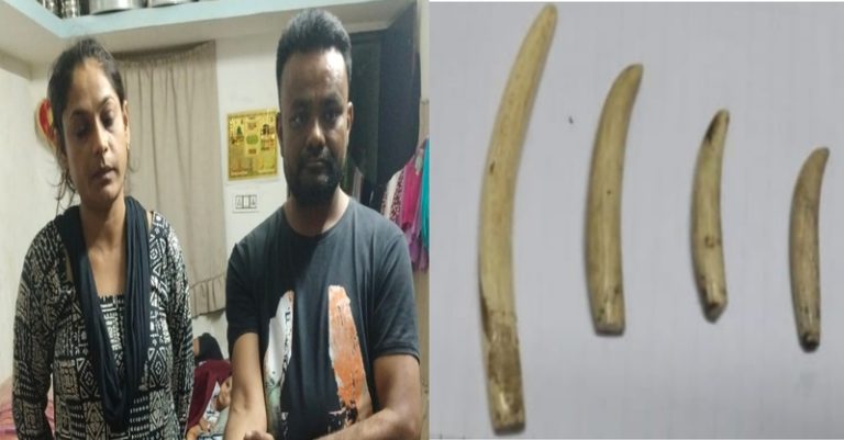 બાલાસિનોર ફોરેસ્ટ હાથી દાંત