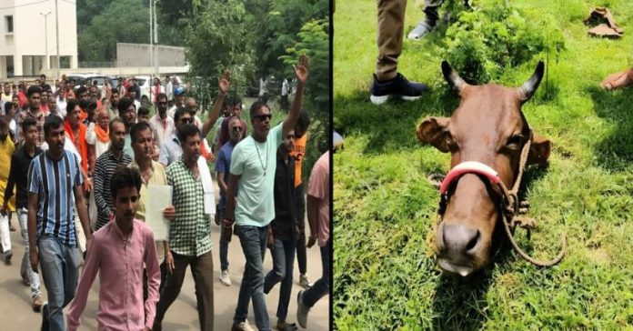 બોરસદ ગૌવંશનું માથું હિંદુઓ