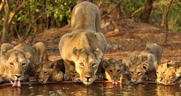 સિંહો ‘ઇકો-સેન્સિટિવ ઝોન'