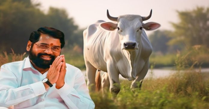 મહારાષ્ટ્ર ગાયને ‘રાજ્યમાતા’