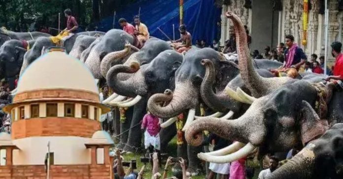 સુપ્રીમ કોર્ટે હાથીઓના ઉપયોગ